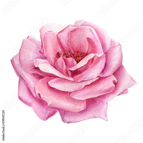 Pink rose flowers, watercolor botanical painting