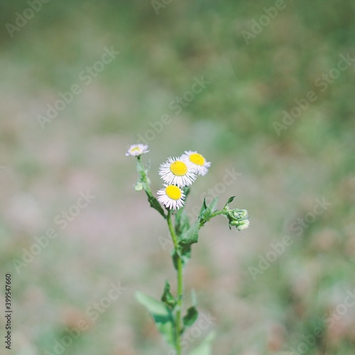 A flower that announces spring