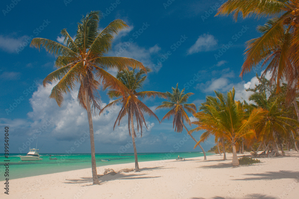 palm trees in the Caribbean