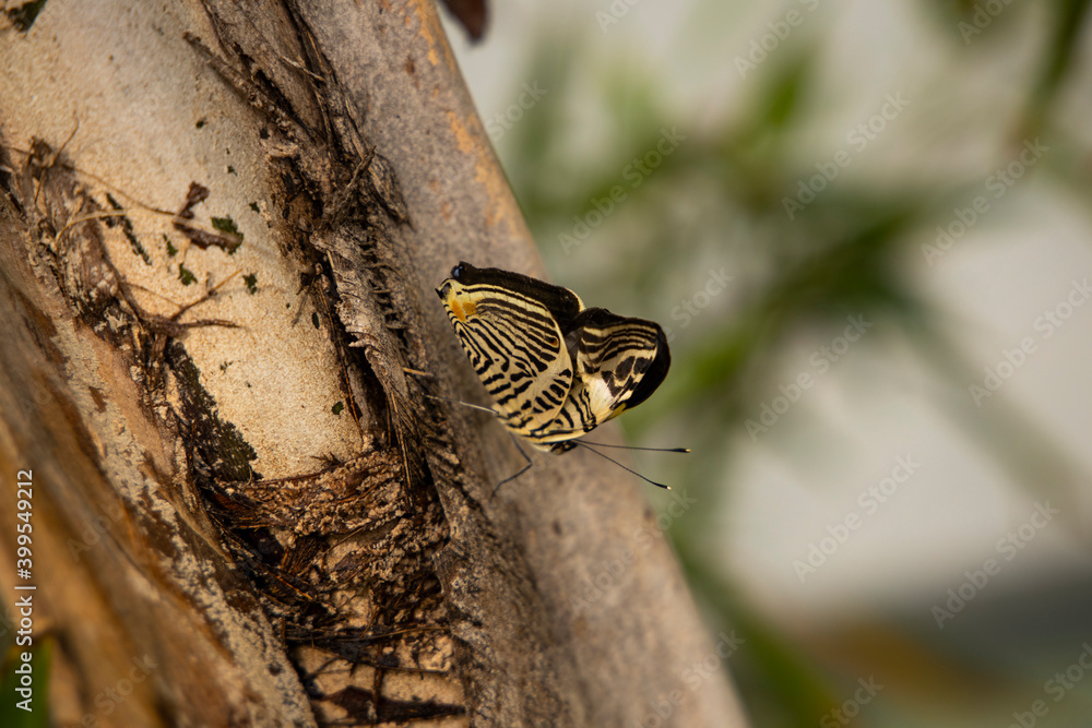 Colorful butterfly standing on a plant leaf