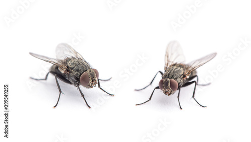Obraz na płótnie fly isolated on a white background