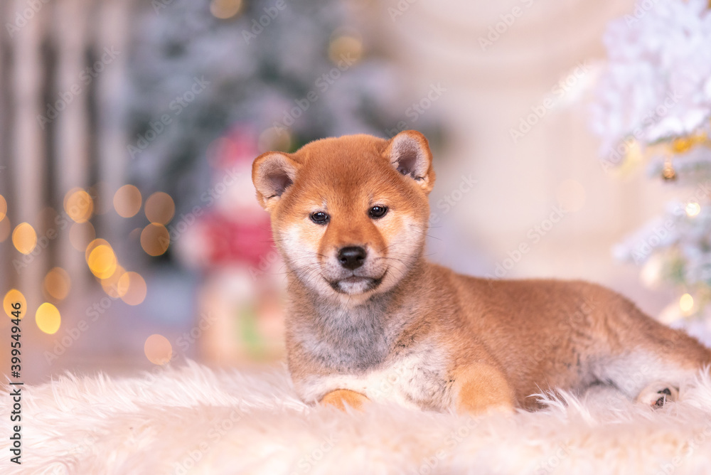 Two red dogs, Japanese Laika, Siba-inu breed, dressed for Christmas. Concept meeting New Years