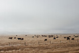 Brown cows graze on dry grass in autumn on a foggy day. Black bulls in the winter pasture in cloudy weather.