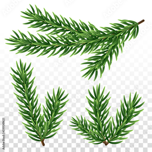 Fir tree branches on transparent background. Set of spruce color twigs. Christmas or New Year design elements. Isolated vector template