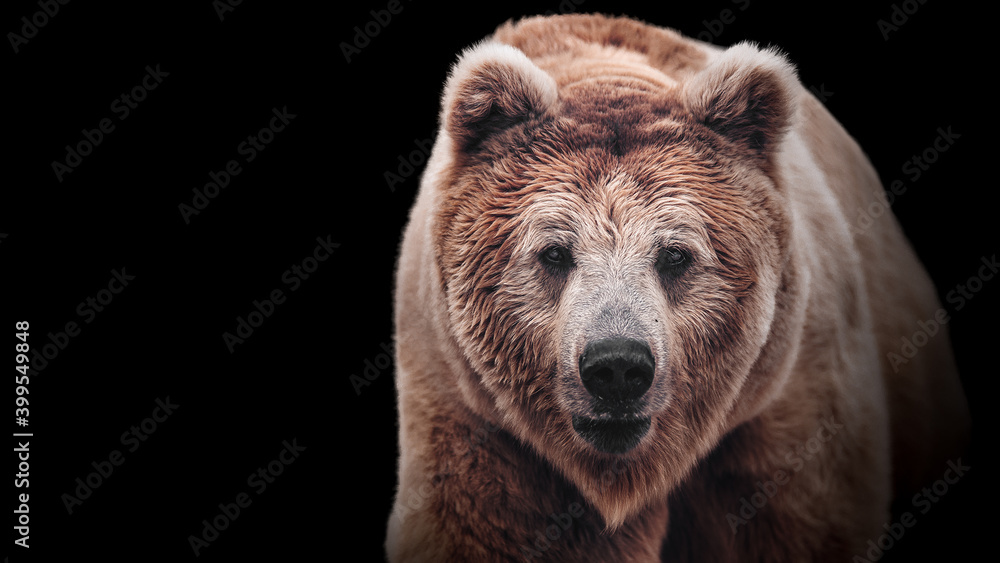 Stare of a brown bear female, isolated on white background. Macro face portrait of the most mighty beast of the world. Eye to eye with severe and very dangerous predator. Stare of a brown bear female, isolated on white background. Macro face portrait of the most mighty beast of the world. Eye to eye with severe and very dangerous predator.