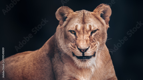 Fototapeta Naklejka Na Ścianę i Meble -  The lioness smiles slyly. A formidable predator.