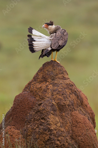 Zuidelijke Kuifcaracara, Southern Caracara, Caracara plancus photo