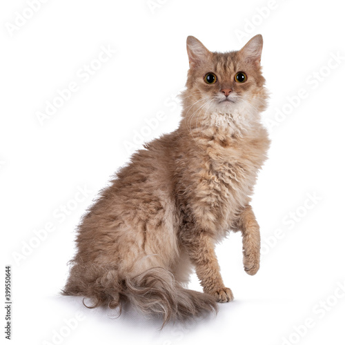 Fotografía Sweet young adult cinnamon LaPerm cat, sitting side ways with one paw playful in air