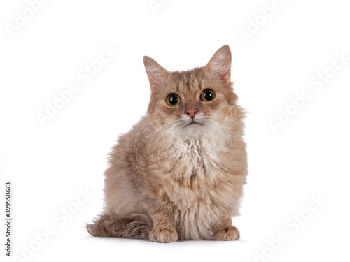 Konstfotografi Sweet young adult cinnamon LaPerm cat, laying down facing front
