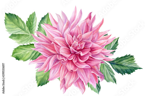 Fototapeta Naklejka Na Ścianę i Meble -  Flowers pink dahlia watercolor botanical painting