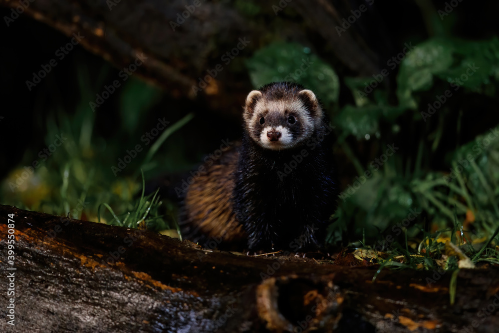 Fototapeta premium European polecat (Mustela utorius) searching for food at night in the forest of Drenthe in the Netherlands