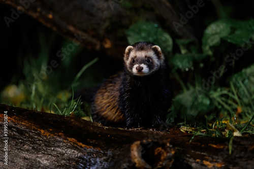European polecat (Mustela utorius) searching for food at night in the forest of Drenthe in the Netherlands