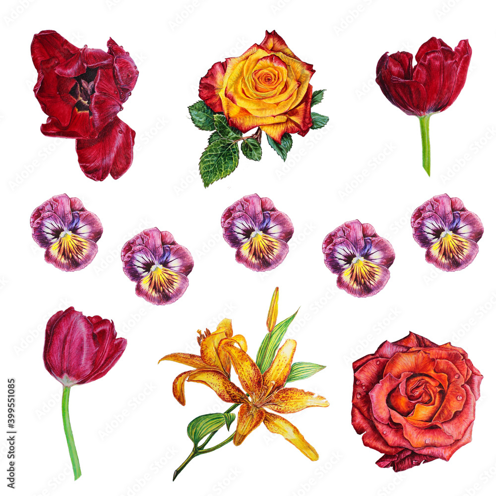 Viola, tulips, roses, lilies. Set of watercolor flowers isolated on white background Stock