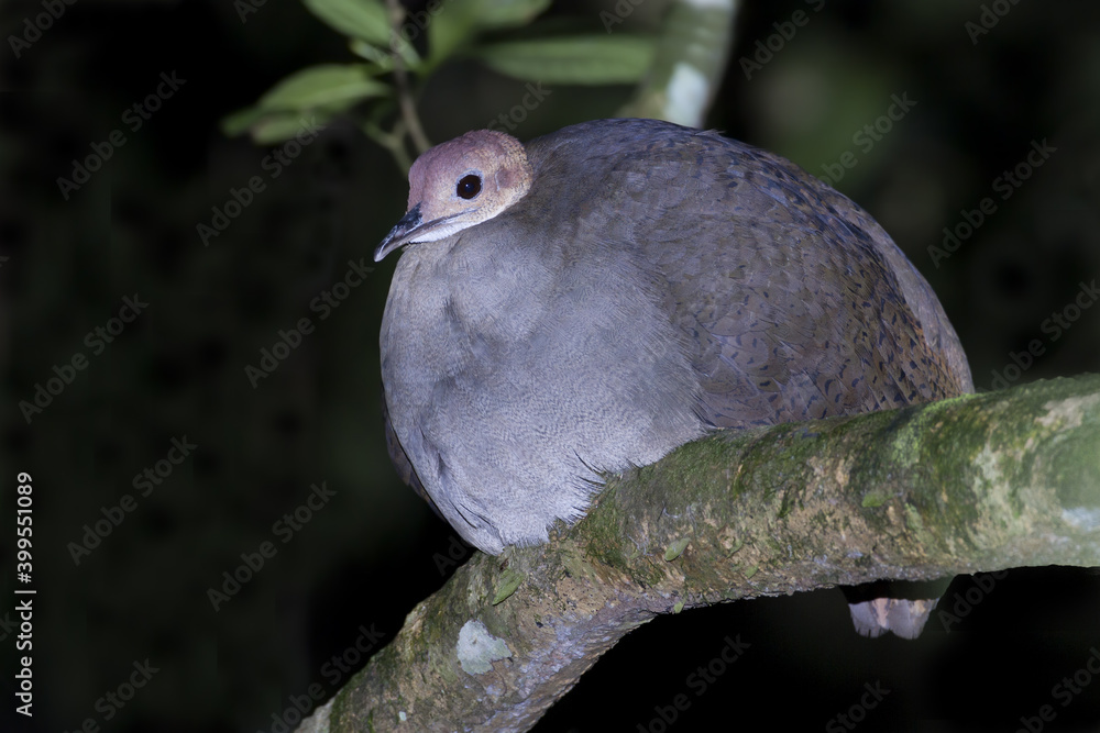 Grote Tinamoe, Great Tinamou, Tinamus major