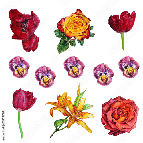 Foto Viola, tulips, roses, lilies