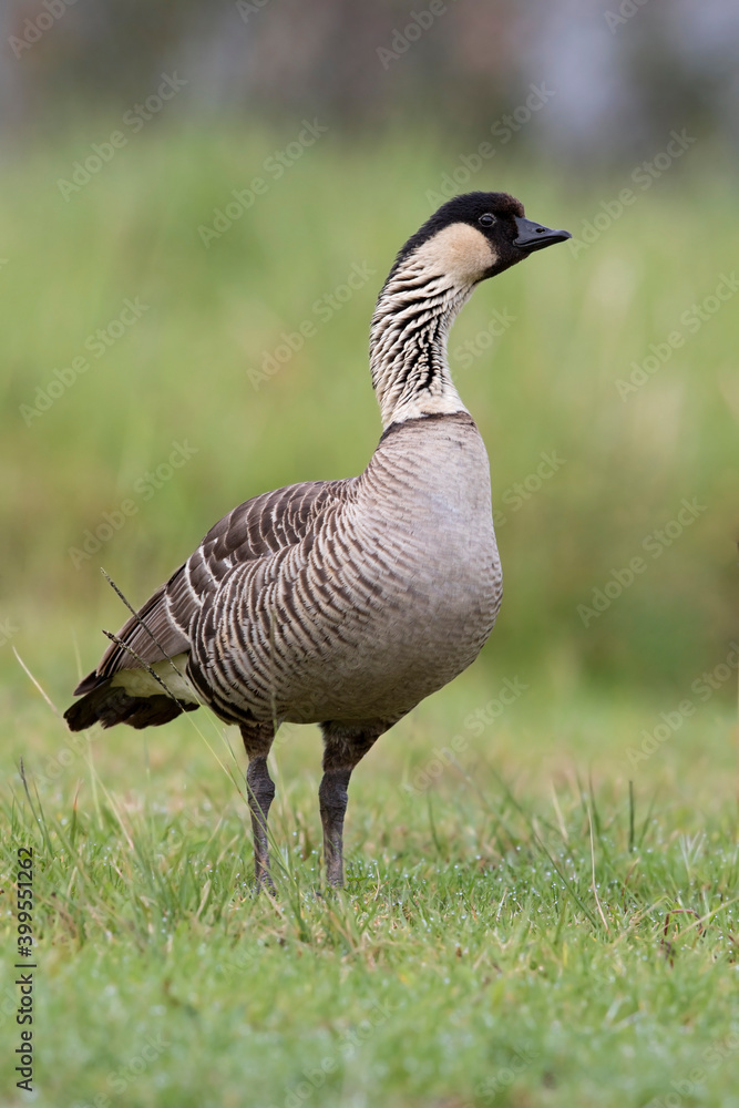 Hawaïgans, Hawaiian Goose, Branta sandvicensis Hawaïgans, Hawaiian Goose, Branta sandvicensis
