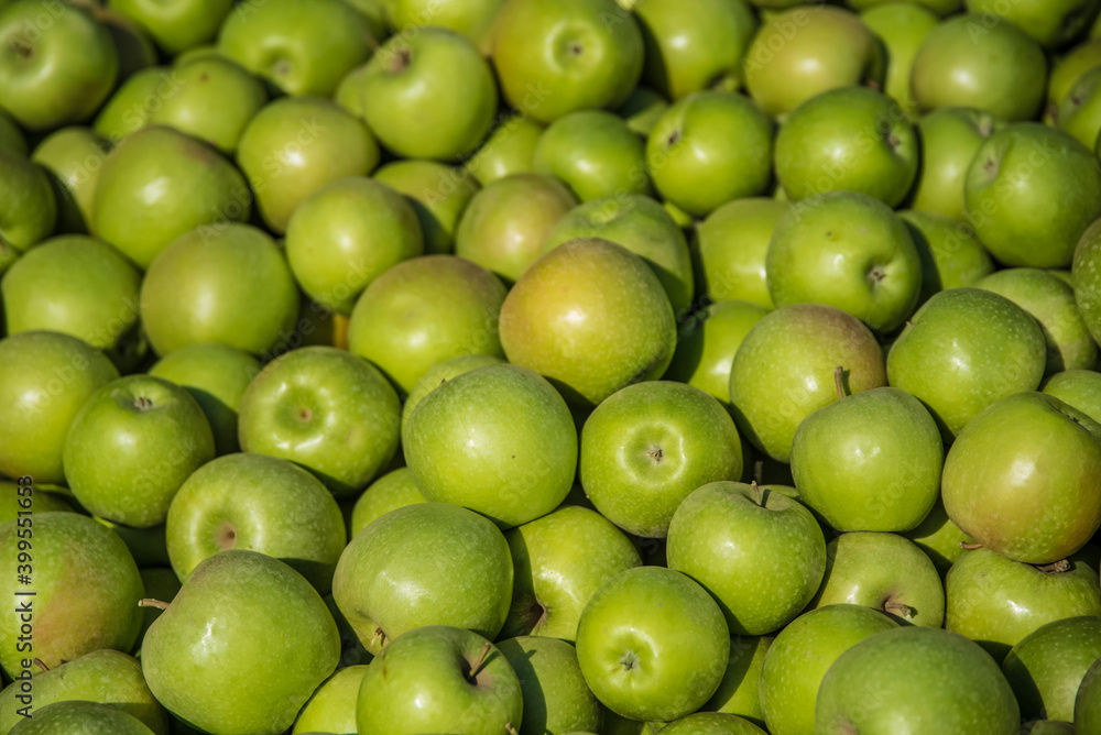 Closeup photo of a bunch of fresh and delicious green apples, harvested from an apple orchard, from modern apple plantation in Serbia. Closeup photo of a bunch of fresh and delicious green apples, harvested from an apple orchard, from modern apple plantation in Serbia.