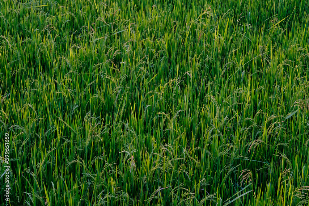 green paddy field background