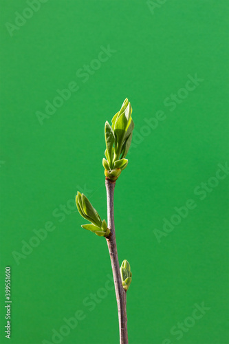 spring twig with young green leaves on a green background
