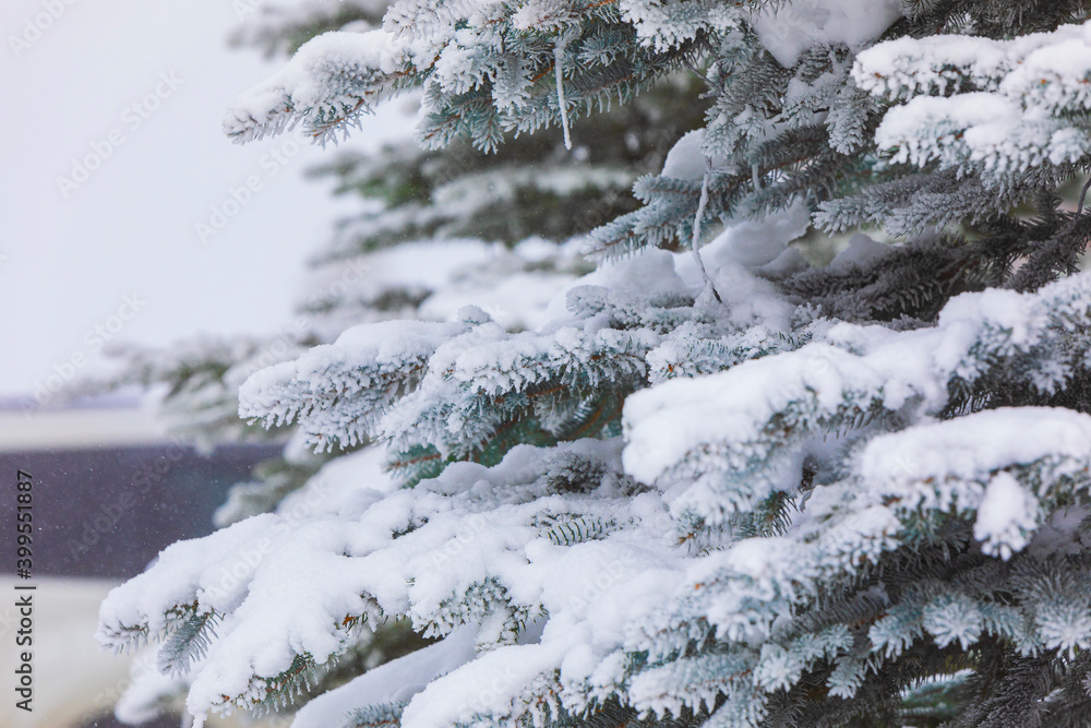 Snow lying on the branches of a Christmas tree Snow lying on the branches of a Christmas tree