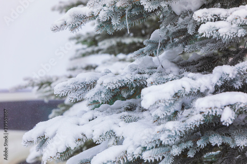 Snow lying on the branches ...