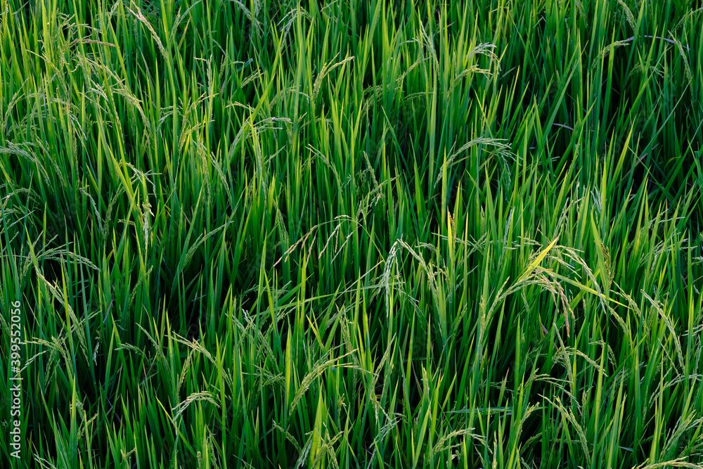 Obraz premium green paddy field background