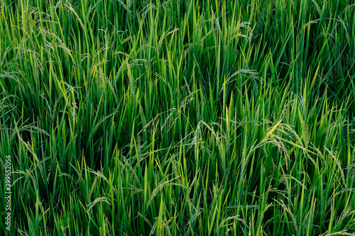 green paddy field background