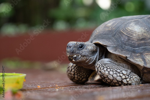 Tortuga comiendo, testudo.