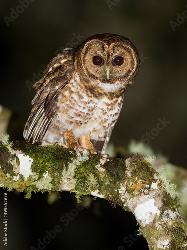 Braziliaanse Bosuil, Rusty-barred Owl, Strix hylophila photo