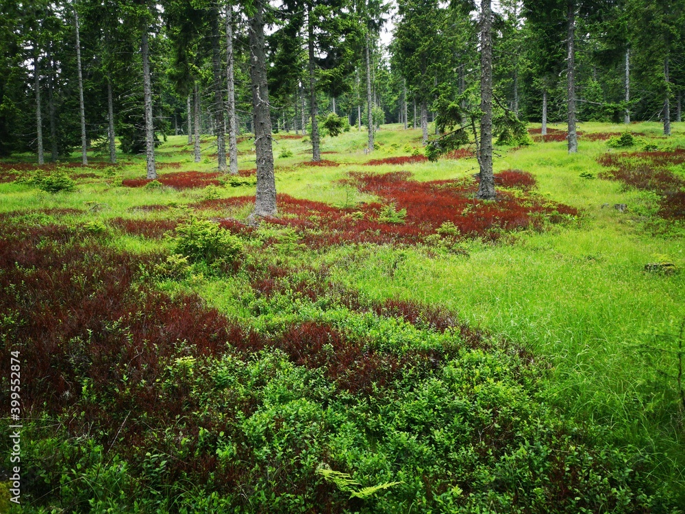 Wald in rot grün Heidelbeer Sträucher und Waldboden Stock Photo