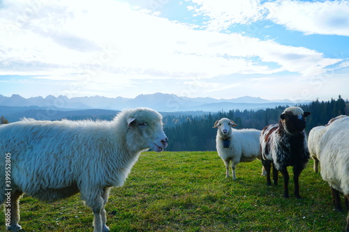 Fototapeta Naklejka Na Ścianę i Meble -  A herd of sheep in the mountains. Beautiful mountain landscape view. Farming outdoor. Flock of Staring Sheep. The Tatra Mountains, Zakopane, Poland. 