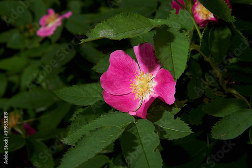 Delicate red rosehip flower on a background of green leaves