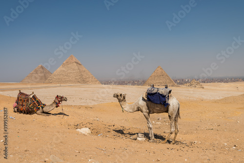 Camel with background of the three Great Pyramids (Khufu/Cheops, Khafre/Chephren and Menkaure) in the Giza pyramid complex, an archaeological site on the Giza Plateau, on the outskirts of Cairo, Egypt