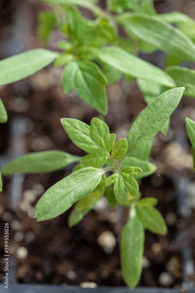 Tomato Seedlings Grown in a Seed Starter Tray Tomato Seedlings Grown in a Seed Starter Tray