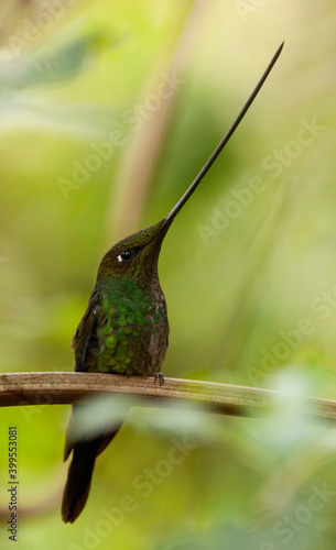 Zwaardkolibrie, Sword-billed Hummingbird, Ensifera ensifera photo