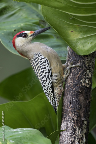 Bahamaspecht, West Indian Woodpecker, Melanerpes superciliaris photo