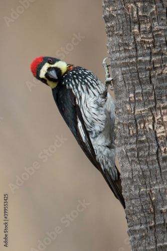 Eikelspecht; Acorn Woodpecker; Melanerpes formicivorus photo