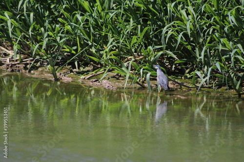 Garza Azul