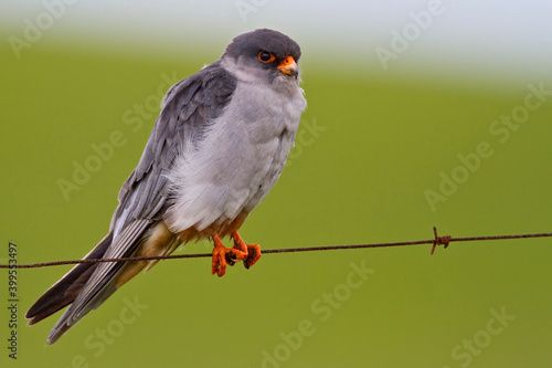 Schilderij op canvas Amur Falcon, Amoerroodpootvalk, Falco amurensis
