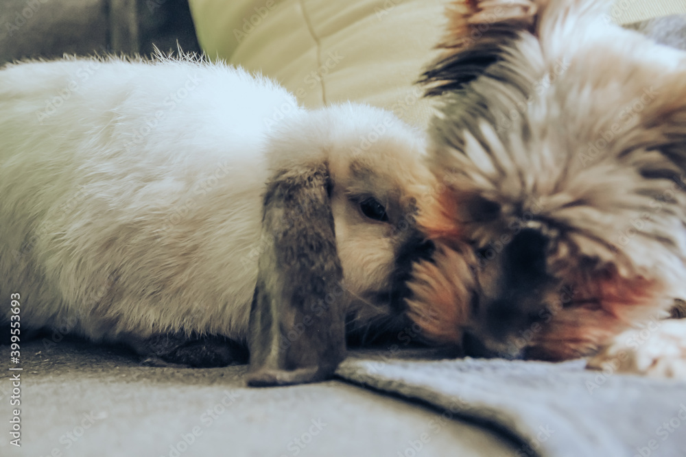 A decorative domestic rabbit and a Yorkshire terrier dog lie on the bed and buried their noses in each other. Friendship between animals. A decorative domestic rabbit and a Yorkshire terrier dog lie on the bed and buried their noses in each other. Friendship between animals.
