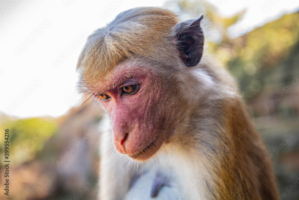 Fototapeta premium portrait of a macaque