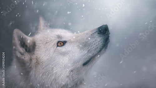 the polar wolf looks at the snow. Portrait. Beautiful wallpaper. Cool shades.