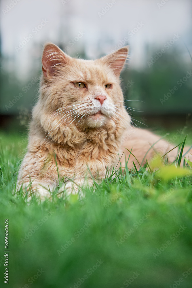 Adult cat with yellow eyes. Walk pet outdoor. Relaxed pet. Ginger adult cat lies on green grass. Portrait Adult cat with yellow eyes. Walk pet outdoor. Relaxed pet. Ginger adult cat lies on green grass. Portrait