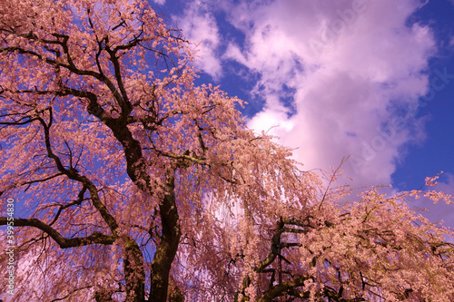 満開の枝垂れ桜 日本 桜 春
