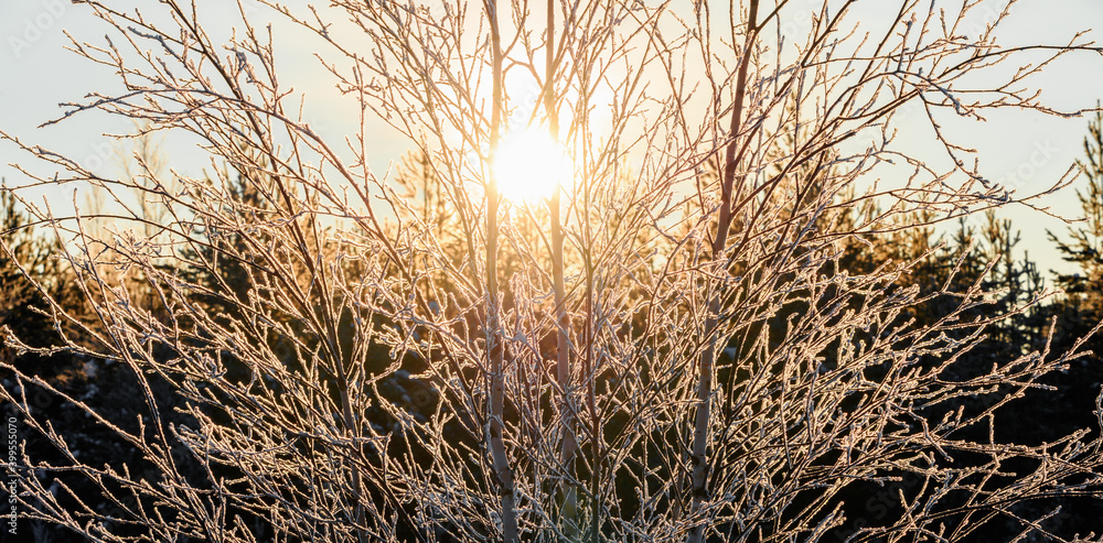 Fototapeta premium Branched birches growing in the forest are illuminated by the sun at dawn.