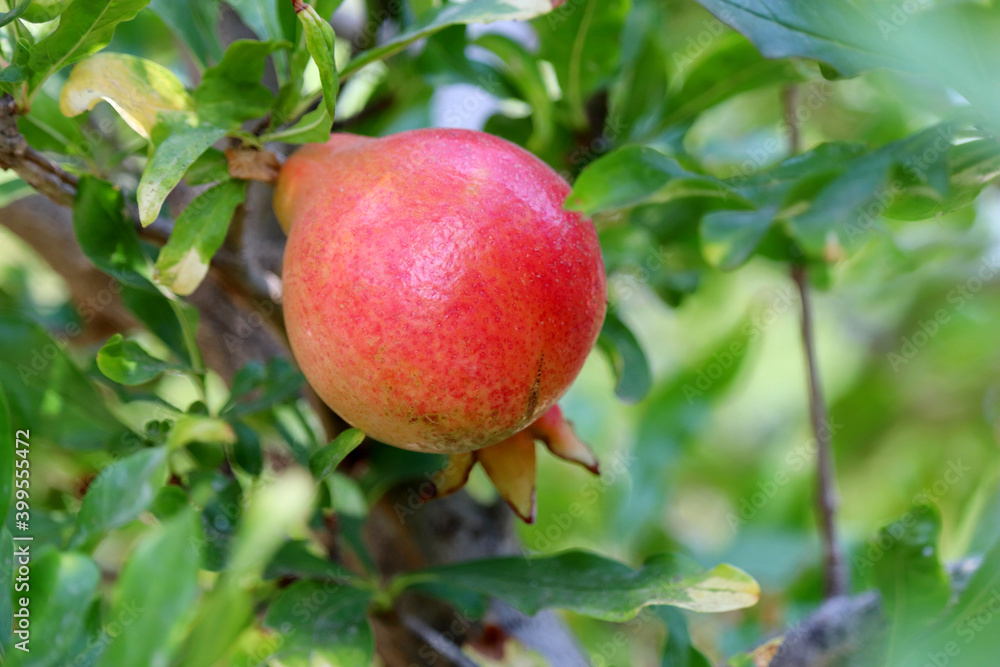 Ripe pomegranate on a branch with leaves close up. Red fruit on the tree in a garden Ripe pomegranate on a branch with leaves close up. Red fruit on the tree in a garden