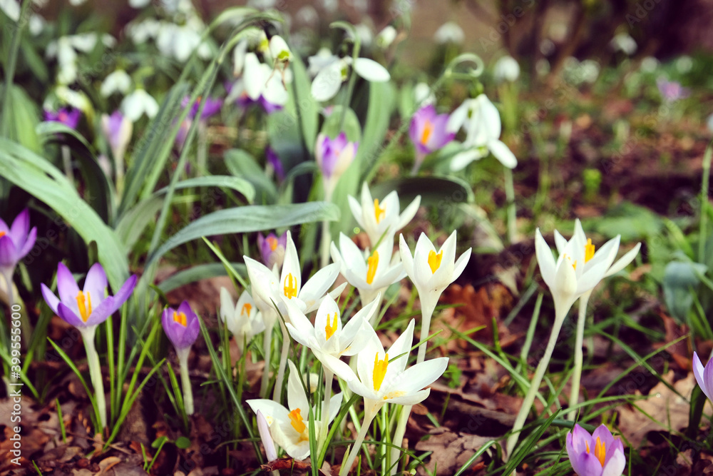 Early flowering Crocus tommasinianus Albus in bloom Early flowering Crocus tommasinianus Albus in bloom
