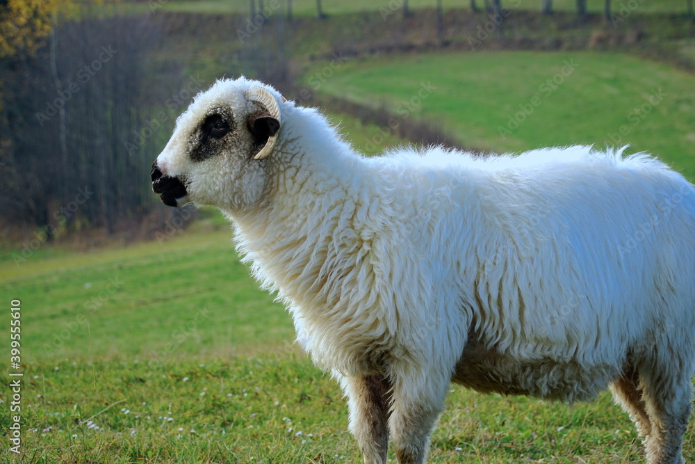 Sheep in the mountains. Beautiful mountain landscape view. Farming outdoor. The Tatra Mountains, Zakopane, Poland. Sheep in the mountains. Beautiful mountain landscape view. Farming outdoor. The Tatra Mountains, Zakopane, Poland.