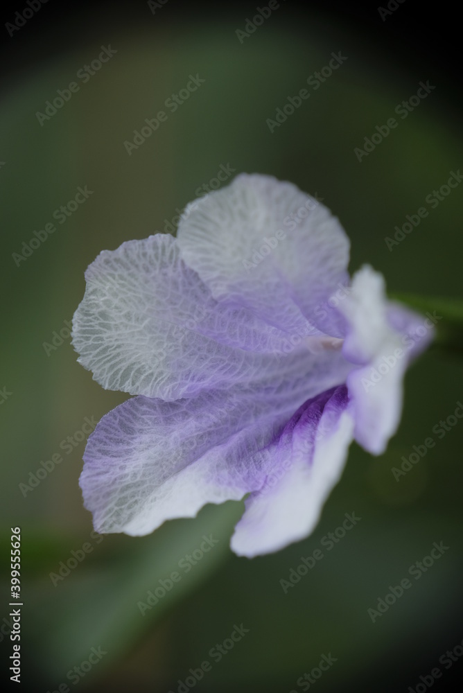 Obraz premium Close-up of Ruellia Tuberosa flower.