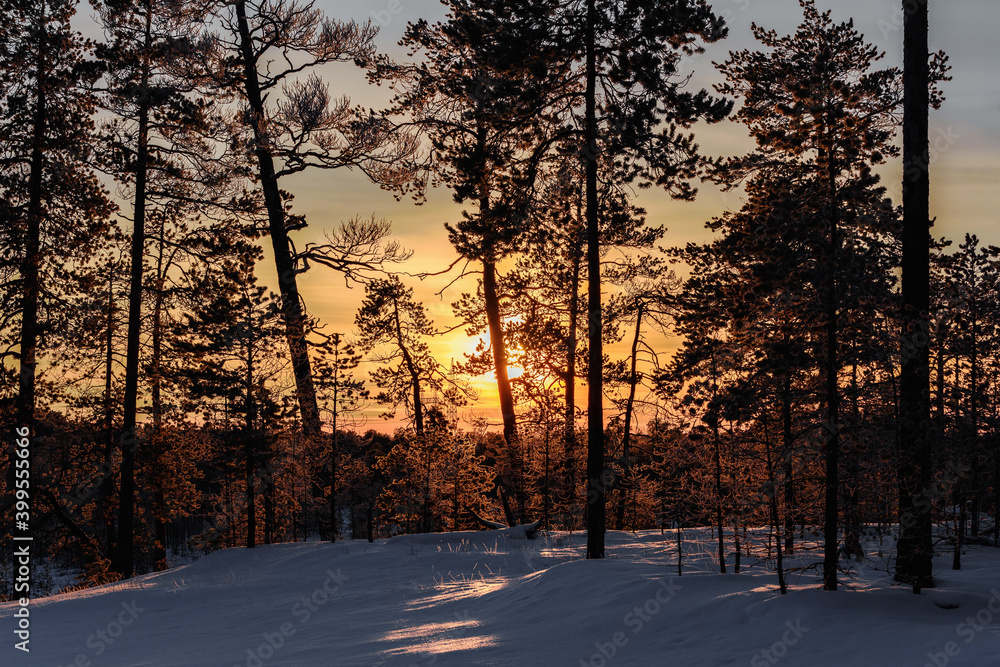 Pine trees in the forest are illuminated by the sun at sunset. Silhouette of forest on snowy hill. Pine trees in the forest are illuminated by the sun at sunset. Silhouette of forest on snowy hill.